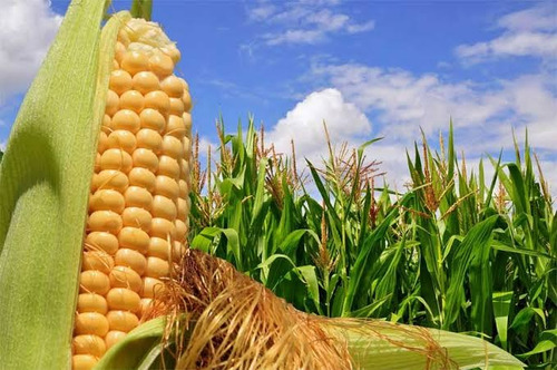 Adubo Npk 16.16.16 Fertilizante Liquido Concentrado 20 L
