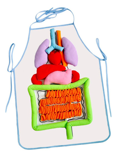 Delantal De De Órganos S Herramienta Juuete Para Desarrolo