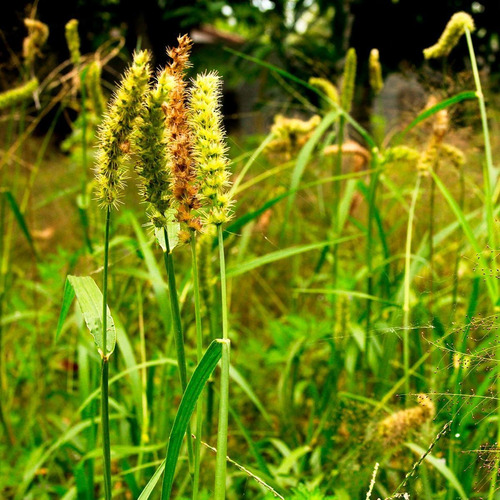 Chá De Carrapicho - Desmodium Adscendens D.c. - 100g