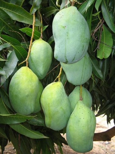 Manga Espada + Jabuticaba Hibrida ( Mudas )