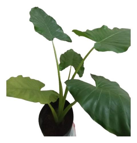 Alocasia Folhagem Gigante Orelha De Elefante Magnífica 