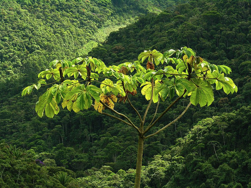 100 Sementes De Embauba Pássaros Fruta E Medicinal