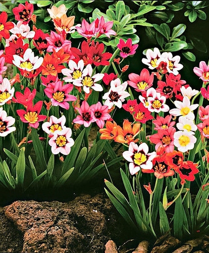Bulbos De Sparaxis (flor Arlequina) X10 Bulbos De Holanda