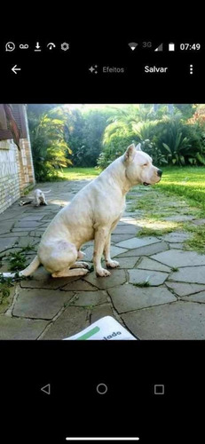 Filhote Dogo Argentino