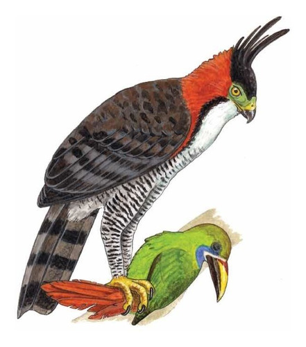 Imagen 3 de 6 de 1 Guía De Aves - Península De Yucatán - Folleto Plegable