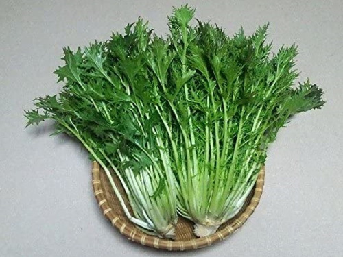 Semillas Agroecologicas De Mizuna Verde Japonesa Xiu Cai
