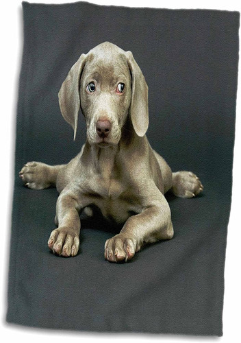 Toalla 3d Rose Weimaraner Cachorro, 15 X 22