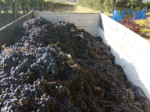 Imagen 11 de 14 de Excelente Chacra Con Viñedos Varias Cepas - Toledo Chico