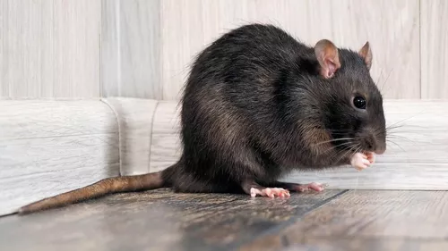 Veneno/rata Para Ratas Seca No Deja Olor Rata Garantizado