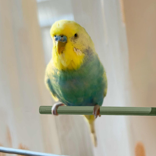 Stand De Percha De Pájaros Perchas De Pájaros 8x Soporte Par