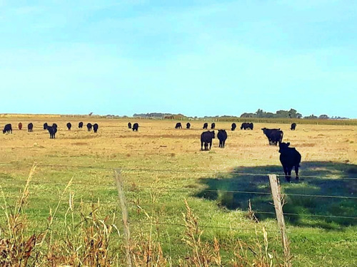 Imagen 4 de 8 de Se Vende Campo De 406 Has, En Embajador Martini, La Pampa