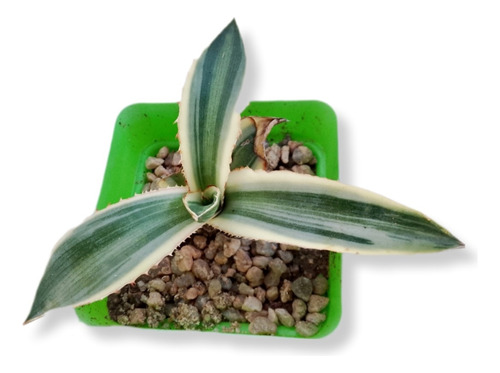 Agave Lophanta Quadricolor - Planta De Colección 