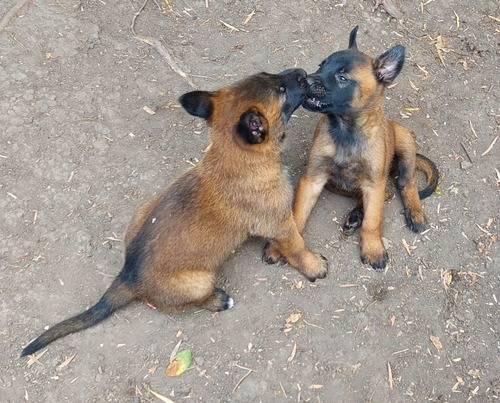 Pastor Belga Malinois