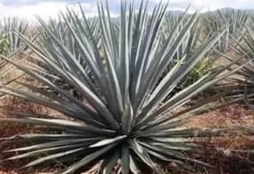 Agave Tequilana Weber, Agave Azul, 100 Semillas, Mp