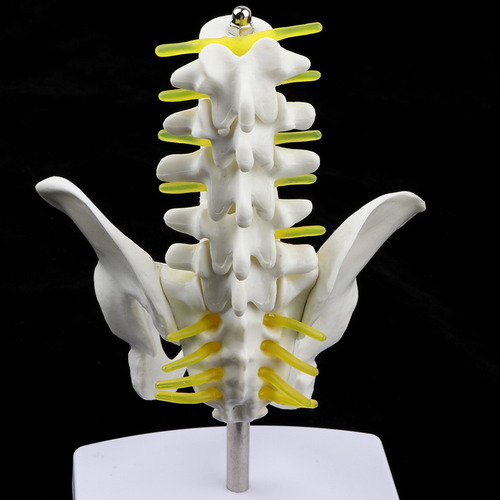 Modelo Anatómico Esquelético Pelvis Humana Y 5