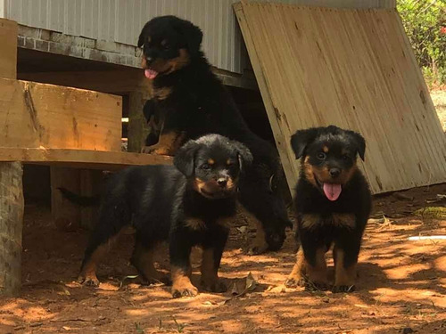 Filhotes De Rottweiler
