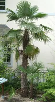 Comprar Semillas De Arbol De Plantas Raras Mas De 30 Semillas De Pal