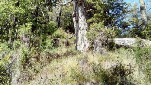Imagen 15 de 28 de Grupo Patagonia Vende 4.2 Hectáreas (todos Los Servicios Instalados Y Costa De Arroyo). Sobre Camino A Valle Escondido -club De Campo-, San Martín De Los Andes, Patagonia Argentina