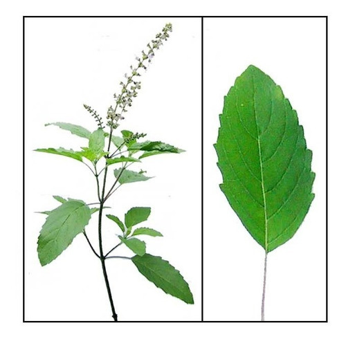 Imagem 4 de 4 de 20 Sementes De Tulsi Ocimum Sanctum Manjericão Sagrado