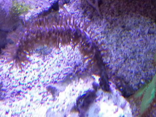 Coral Vivo - Gorgonia Eunicea