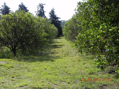 Vendo Amplio Terreno En L En Federación- Ideal Complejo De Cabañas A 5 Minutos De Parque Termal