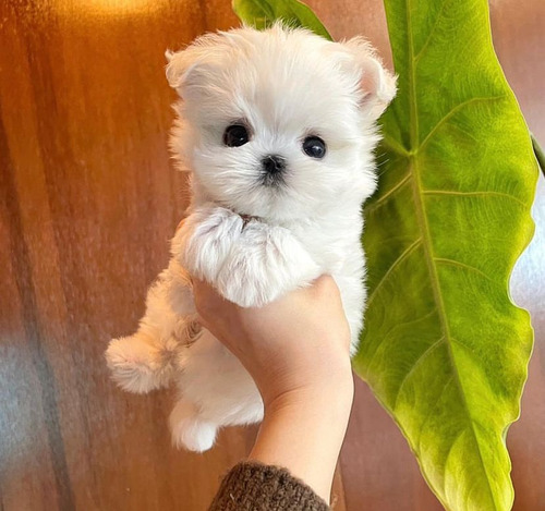 Juguetones Cachorros Bichón Maltés De Bolsillo 