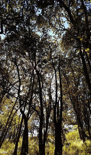 Terreno Para Rancho Amealco, Queretaro Sup. 68,889 Mts