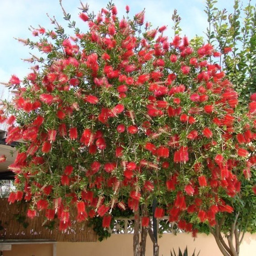 Arbol Plumerillo Rojo, Limpia Tubo, Cepillito (callistemon)