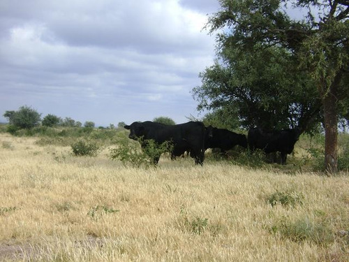 Imagen 20 de 30 de Quilino,campo Ganadero, 2700 Has