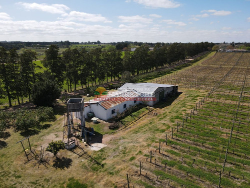 Imagen 2 de 16 de Campo, 7 Has, Cno Mendoza, Quinta En Producción Con Frente A Dos Caminos