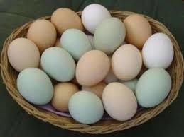 Imagen 2 de 3 de Huevos Fértiles De Gallinas De Campo El Precio Es Por Unid.