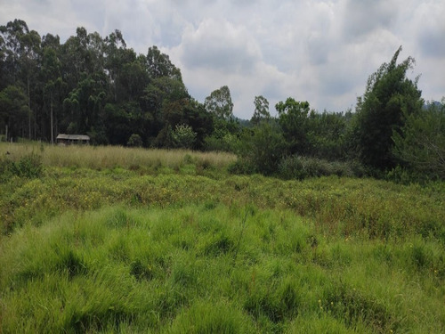 Chácara 20.000 M² - Passo Do Pinto - Gravataí - Rs - 2501 - 69235962