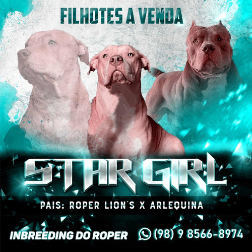 Imagem 5 de 5 de Filhotes Pit Monster - Pedigree