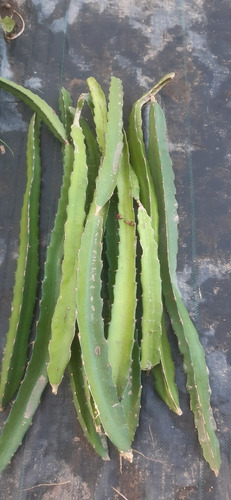 Imagen 3 de 5 de Esquejes De Pitahaya Roja De 60 Cm.