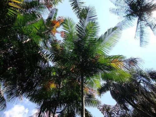 Imagem 12 de 12 de Vendo Sítio Em Ecovila- Morretes - Pr