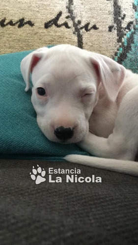 Cachorro Dogo Argentino 28