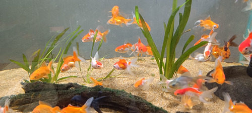 Goldfish Carassius Peces Agua Fria Surtidos 5cm 