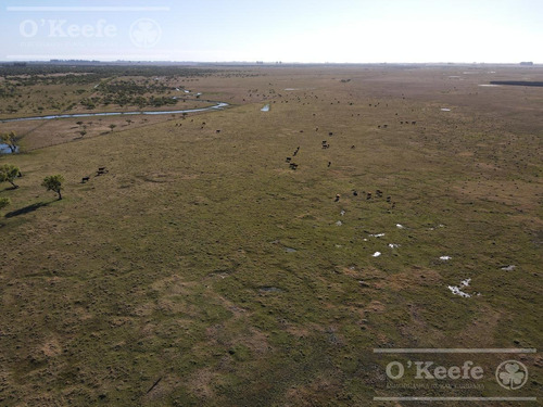Imagen 8 de 27 de Campo De 600 Has En Venta En Gualeguaychu - Muy Buen Campo Ganadero De 0,7 Ev/ha Con Casco