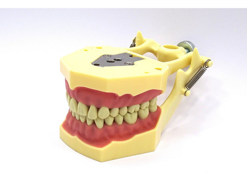 Tipodonto Adulto 32 Dientes A8014-2 Tipo Frasaco Dt