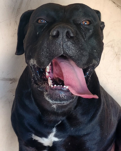 Venta De Cachorros Presa Canario