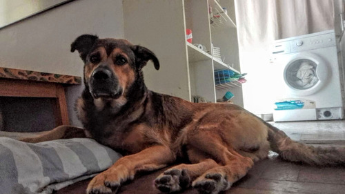 Cachorrón Churro , 1 Añito Y 1/2, Precioso, Hiper Amoroso!