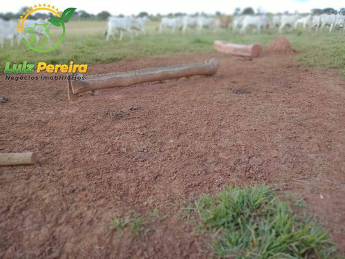 Imagem 7 de 7 de Fazenda À Venda Em Ribas Do Rio Pardo - Ms - De 411 Alqueires (pecuária) - 1744