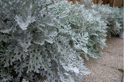 Cineraria Maritima Senecio Flor Sementes Para Mudas