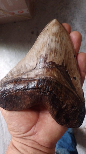 Diente De Megalodon Fabricado Con Resina De Alta Calidad.
