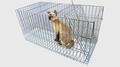 Armadilha Gatoeira Gatos Gambas Lagartos E Outros Animais
