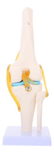 Modelo De Ligamento De Rodilla, Maniquí, Modelo De Rodilla,