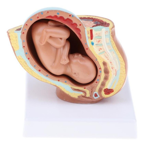 Modelo De Desenvolvimento Fetal 1: Pelve E De Bebê De 9