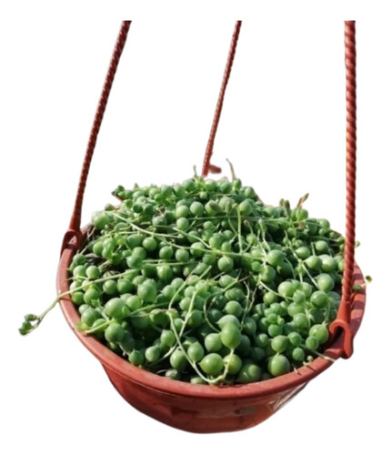 Planta Rosario De María - Senecio - Bolitas Colgantes