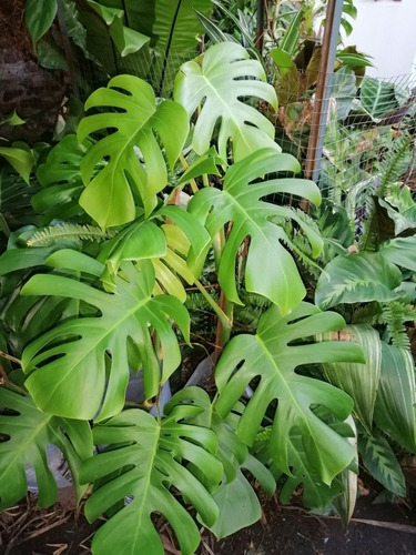 Imagen 3 de 10 de Monstera Deliciosa