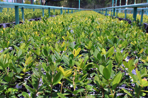 200 Encino Siempre Verde ( Quercus Virginiana)